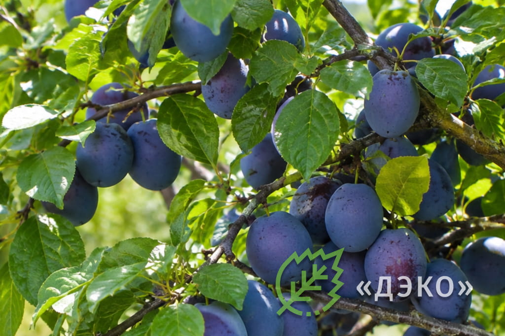 Слива на ветке